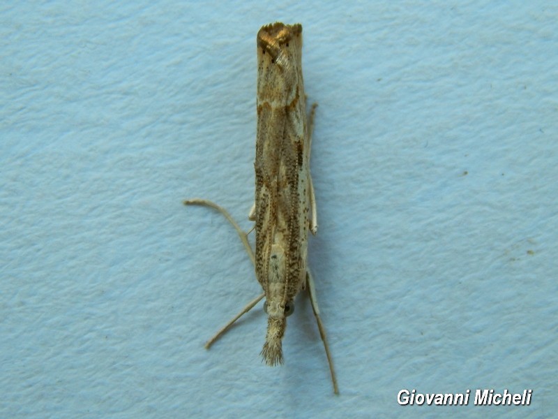 Agriphila tolli? No, Agriphila geniculea